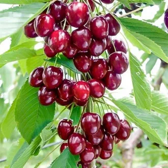 kamenik-3202609200416242905658