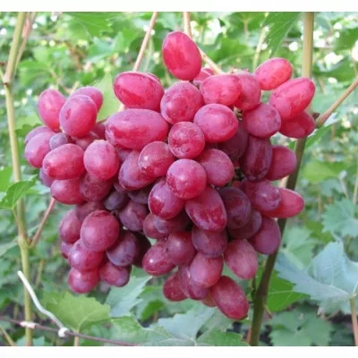 kamenik-3202609200459542910734