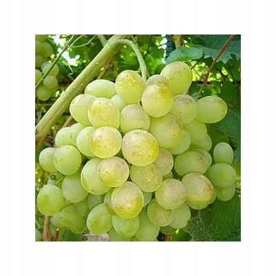 kamenik-3202609200500032910754