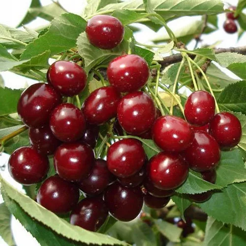 kamenik-3202609200500142910781