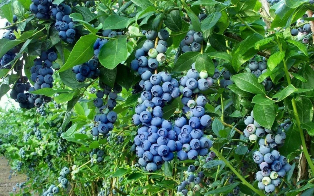 kamenik-3202609200502042911035