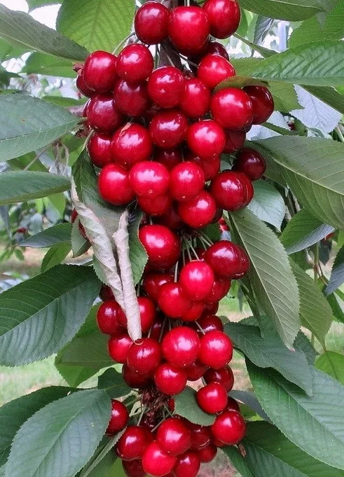 kamenik-4202609161858362221622