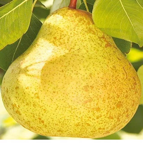 kamenik-4202609162310582257300