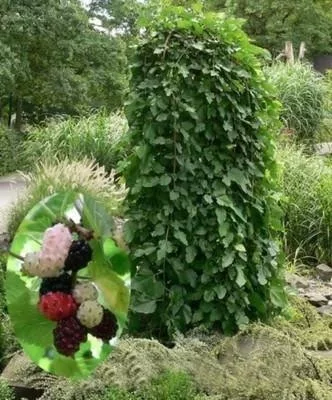 kamenik-4202609162355412262636