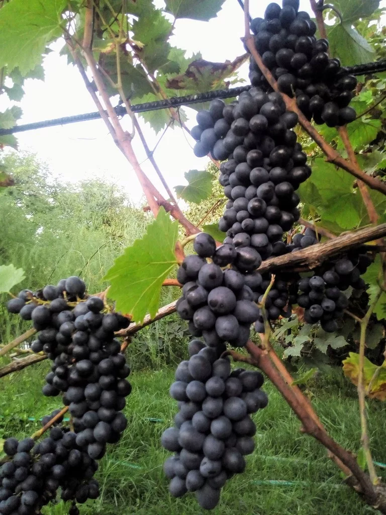 kamenik-4202609170028322266703