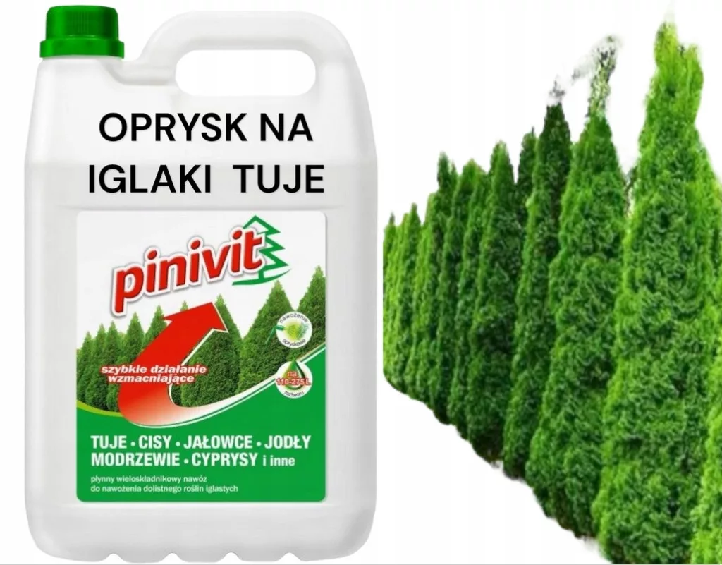 kamenik-4202609171945092390899
